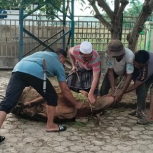 Penyembelihan hewan kurban Blang Dalam