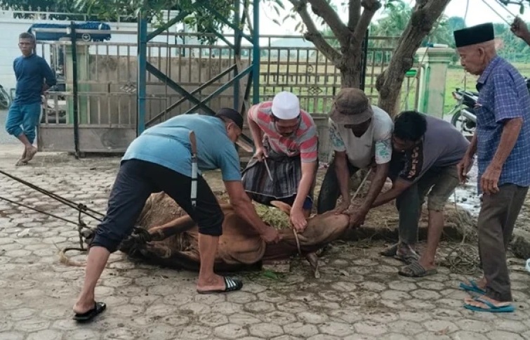 Penyembelihan hewan kurban Blang Dalam