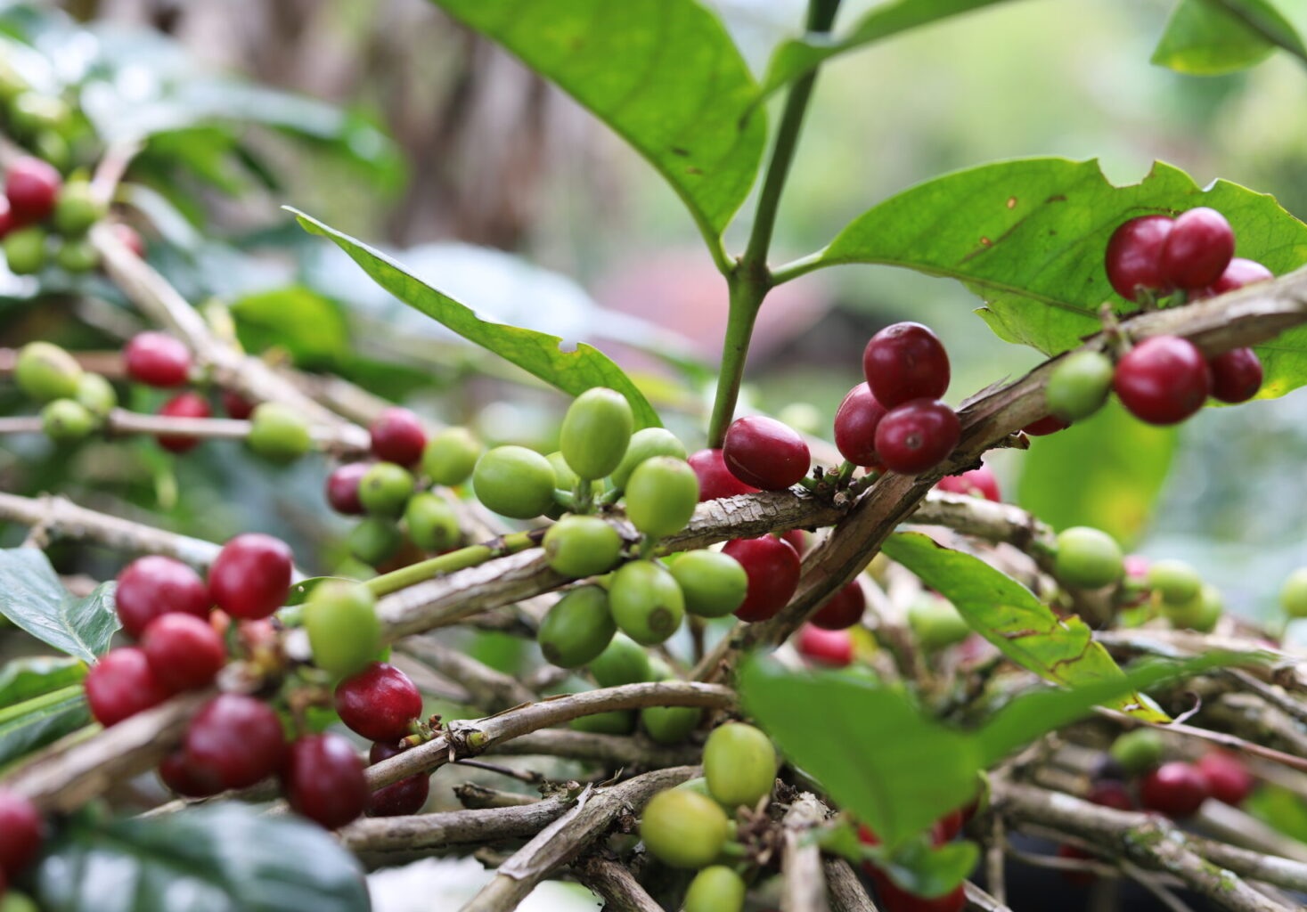Tanaman Kopi Gayo
