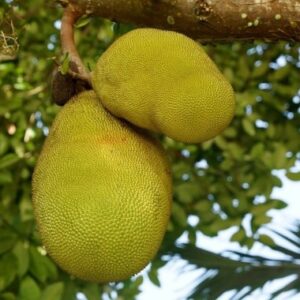 Buah nangka