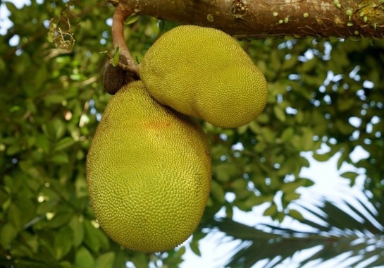 Buah nangka
