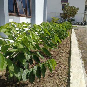 Tanaman kopi di pekarangan BPKK Gayo Lues