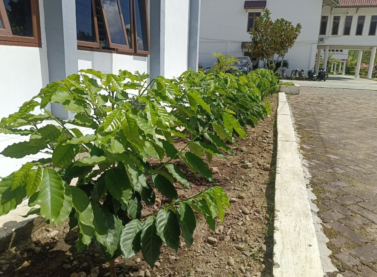 Tanaman kopi di pekarangan BPKK Gayo Lues