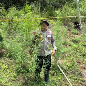 Wakapolres Lhokseumawe Iswahyudi pemusnahan ladang ganja