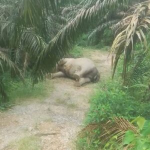 gajah mati aceh tamiang