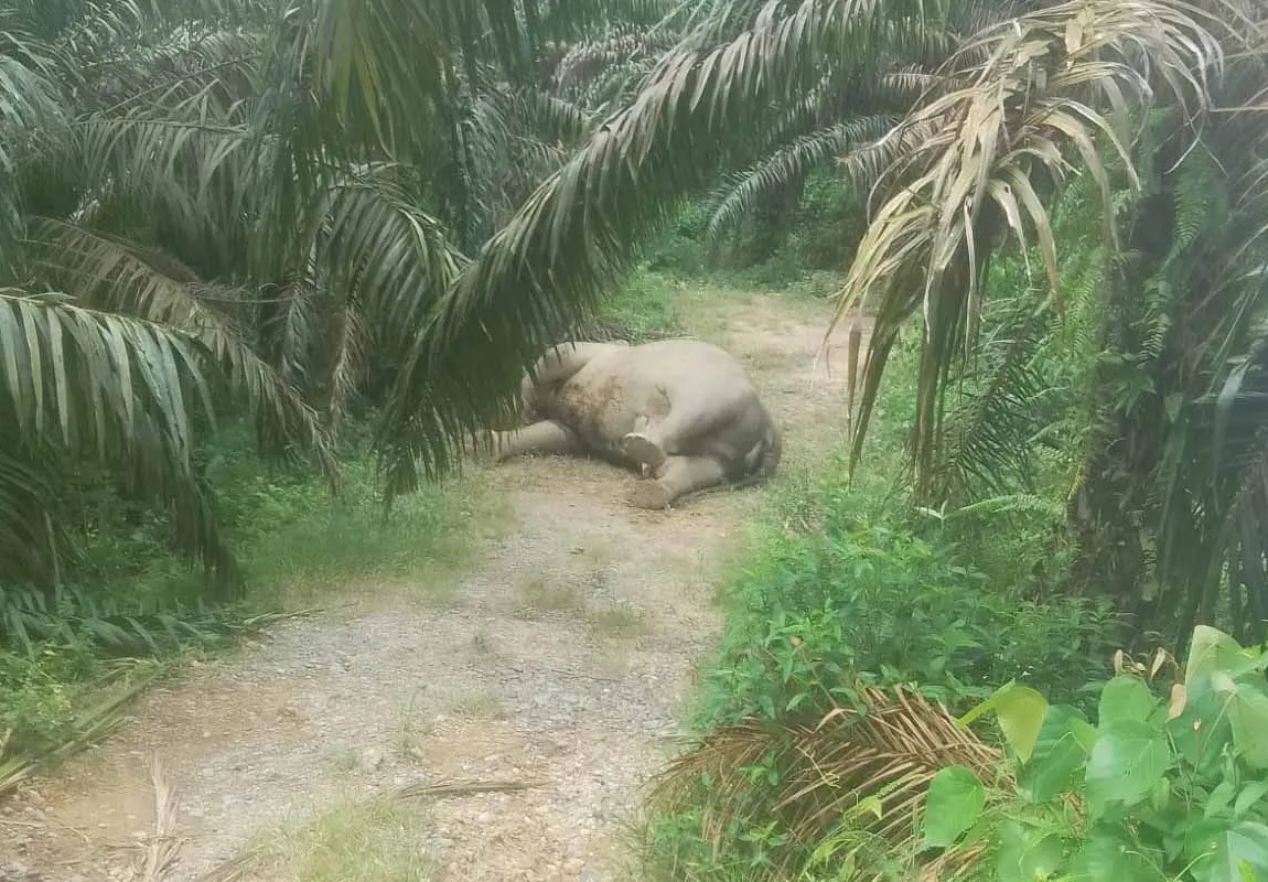 gajah mati aceh tamiang
