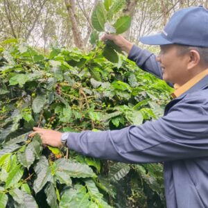 Bupati Suhaidi cek tanaman kopi