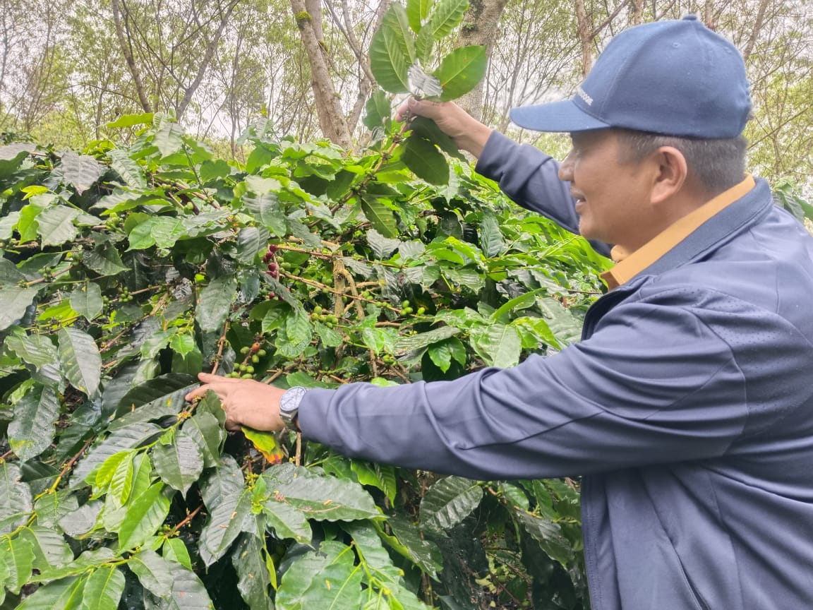 Bupati Suhaidi cek tanaman kopi