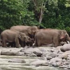Gajah melintasi Krueng Baree Simpang Keuramat