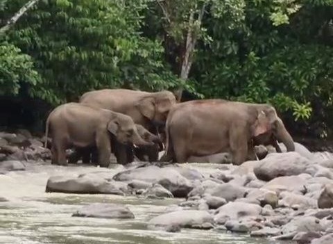 Gajah melintasi Krueng Baree Simpang Keuramat