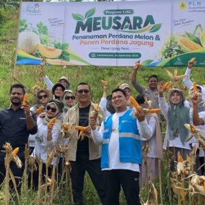 PLN NP UP Arun dan Kelompok Tani Panen Jagung