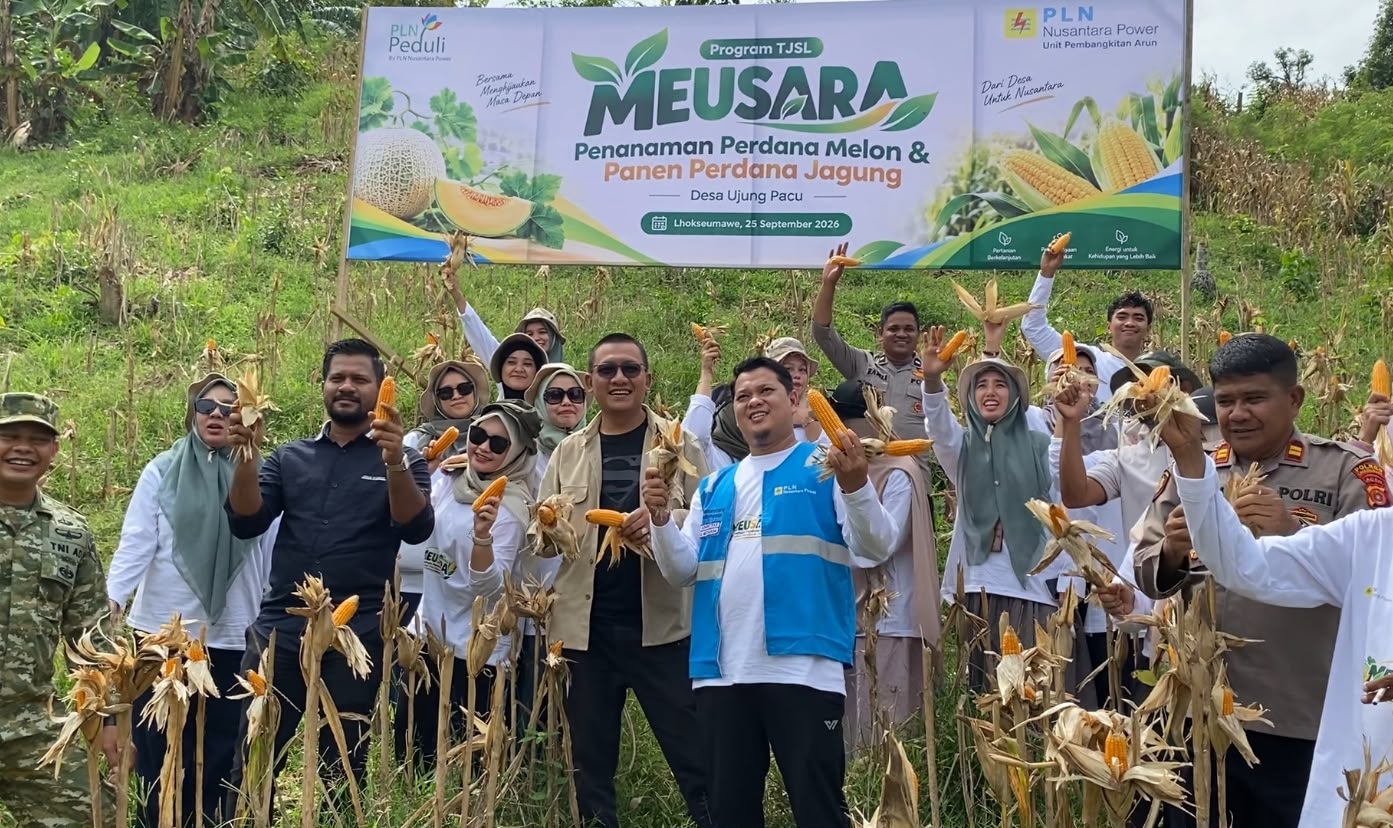 PLN NP UP Arun dan Kelompok Tani Panen Jagung