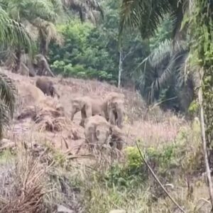 kawanan gajah Sp IV Simpang Keuramat