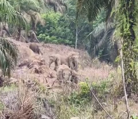 kawanan gajah Sp IV Simpang Keuramat