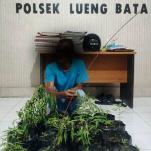 AD tanam ganja di pekarangan rumah warga diamankan polisi