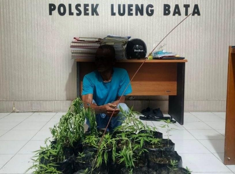 AD tanam ganja di pekarangan rumah warga diamankan polisi