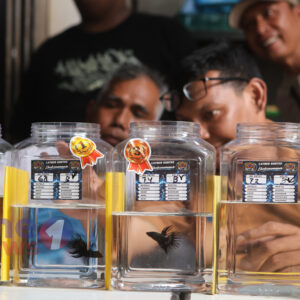 Juri sedang menilai keindahan dan mental ikan cupang hias dalam Latber Kontes Cupang di Lhokseumawe Aceh.