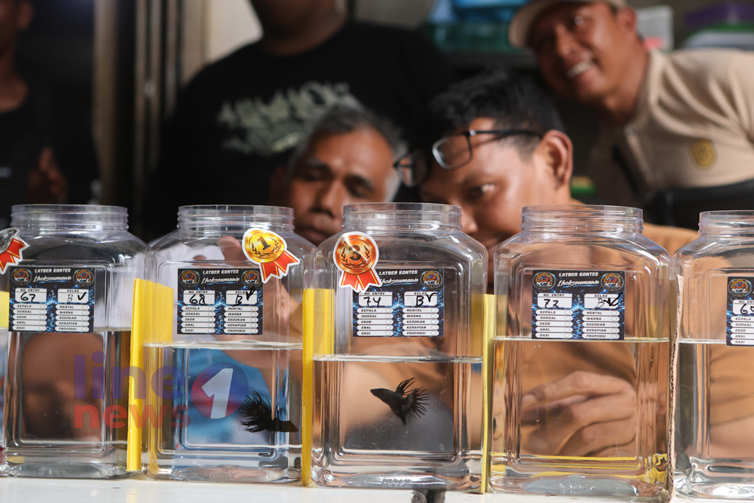 Juri sedang menilai keindahan dan mental ikan cupang hias dalam Latber Kontes Cupang di Lhokseumawe Aceh.